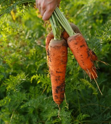 Woman's hand holding a bunch of freshly dug carrots. Horticulture, harvest, local farmer concept
